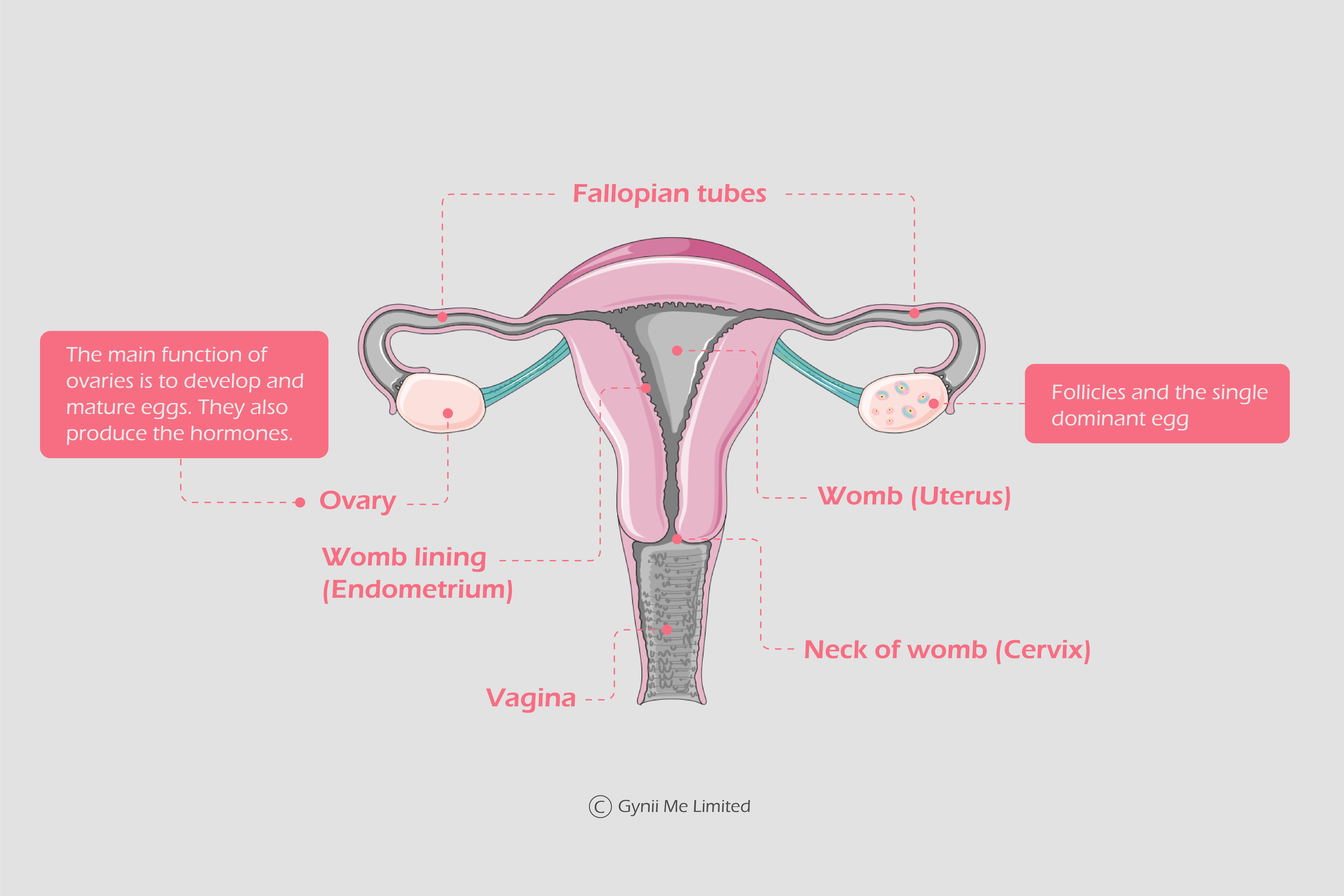 reproductive system