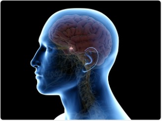 The position of the pituitary Gland
